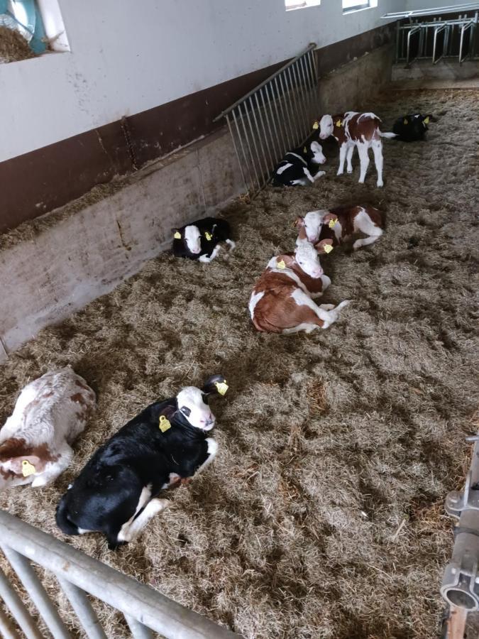 Ferienwohnung Eder Hochfilzen Esterno foto